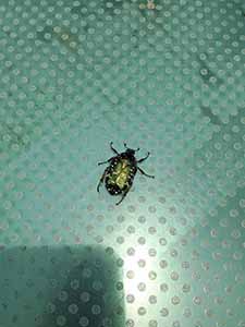 Insect on the HKU campus, 26 June 2019