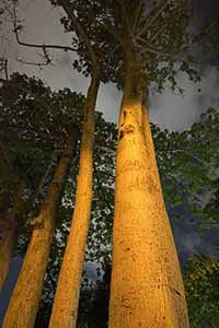 Trees in Victoria Park, Causeway Bay, 15 June 2019