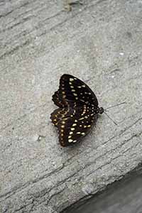 Common Archduke Butterfly on an urban street, Sheung Wan, 16 June 2019