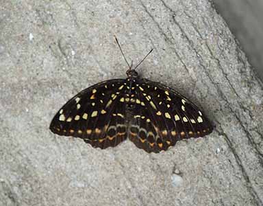 Common Archduke Butterfly, Sheung Wan, 16 June 2019