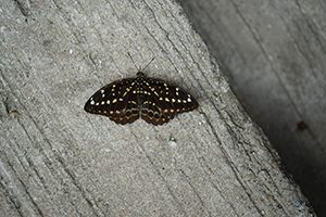 Common Archduke Butterfly, Sheung Wan, 16 June 2019