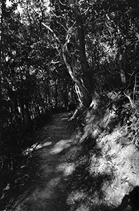 On a walk in the Pokfulam Country Park, 31 January 2003