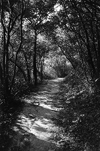 Walking in the Pokfulam Country Park, 31 January 2003