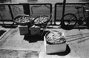 Seafood curing in the sun, Cheung Chau waterfront, 25 September 2003