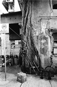 Tree roots and building, Cheung Chau, 25 September 2003