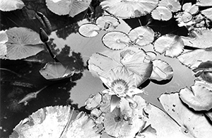 Lotus in the HKU Lily Pond, Pokfulam, Hong Kong Island, 17 May 2004