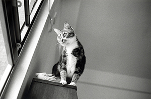 Cat at the window, Hennessy Road, Wanchai, 28 September 1997