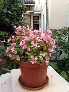 Flowers, University of Hong Kong, Hong Kong Island, 29 May 2013