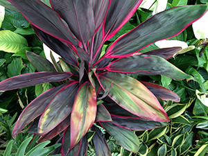 Plants, Hong Kong Zoological and Botanical Gardens, Hong Kong Island, 12 June 2013