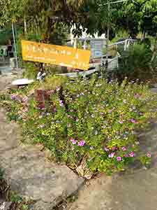 Flowers in front of a business sign in an off-the-beaten-track location, Lamma Island, 1 October 2013