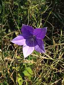 Flower, Tai Tam Country Park, 6 October 2013