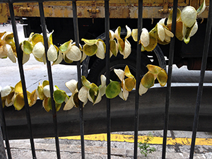 Drying fruit skins on the street, Sai Ying Pun, Hong Kong Island, 21 November 2013
