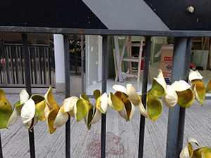 Drying fruit skins on the roadside, Sai Ying Pun, Hong Kong Island, 21 November 2013