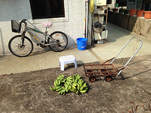 Bananas on the ground, near Yung Shue Wan, Lamma Island, 29 December 2013