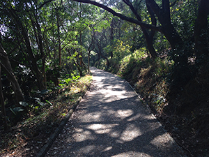 On the Hong Kong Trail between Pokfulam Reservoir and Aberdeen Reservoir, Hong Kong Island, 31 January 2014