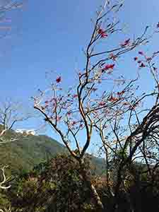 Trees on the Hong Kong Trail between Pokfulam Reservoir and Aberdeen Reservoir, Hong Kong Island, 31 January 2014