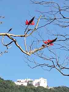 Tree in bloom on the Hong Kong trail, Hong Kong Island, 31 January 2014
