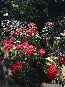 Flowers on the Hong Kong Trail, Hong Kong Island, 31 January 2014