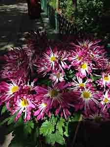 Flowers, Sheung Wan, 20 February 2014