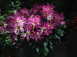 Flowers, Hollywood Road Park, Sheung Wan, Hong Kong Island, 20 February 2014