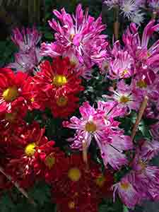 Flowers, Hollywood Road Park, Sheung Wan, Hong Kong Island, 20 February 2014