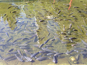 Fish pond, Hollywood Road Park, Sheung Wan, Hong Kong Island, 20 February 2014