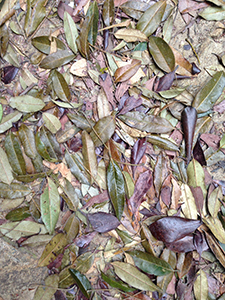 Fallen leaves, on the Hong Kong Trail, Hong Kong Island, 2 March 2014