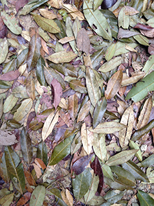 Fallen leaves on the Hong Kong Trail, Hong Kong Island, 2 March 2014