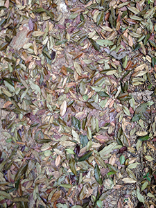 Fallen leaves on the Hong Kong Trail, Hong Kong Island, 2 March 2014