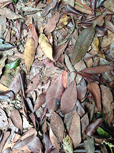 Fallen leaves on the Hong Kong Trail, Hong Kong Island, 2 March 2014