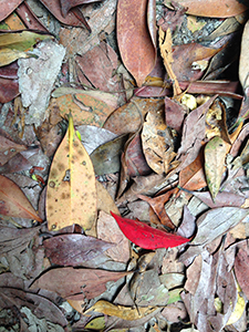Fallen leaves on the Hong Kong Trail, Hong Kong Island, 2 March 2014