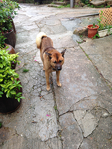 Dog, Yim Tin Tsai, Sai Kung, 6 April 2014