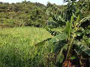 Banana tree, Lamma Island, 13 April 2014