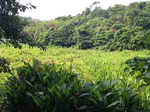 Abandoned field, Lamma Island, 13 April 2014