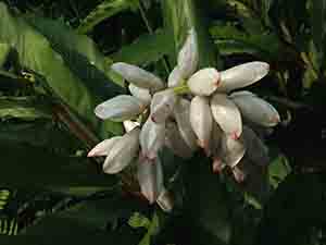 Flower, Lamma Island, 13 April 2014