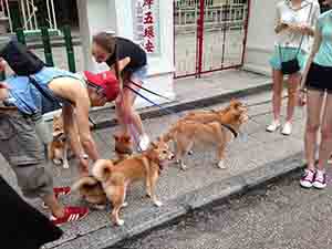 People and dogs outside Man Mo temple, Hollywood Road, Hong Kong Island, 26 July 2014