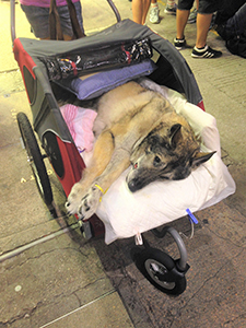 Dog at the Umbrella Movement occupation site at Causeway Bay, 29 September 2014