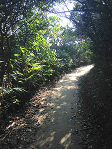 On the Hong Kong Trail, Pokfulam Country Park, Hong Kong Island, 23 November 2014