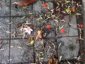 Leaves and flowers on the ground after heavy rain, HKU, Pokfulam, 17 May 2015