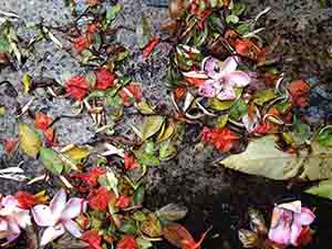 Leaves and flowers on the ground after heavy rain, HKU, Pokfulam, 17 May 2015