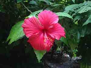 Flower, Tung Lung Island, 20 September 2015