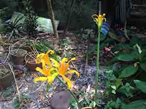 Flowers, Tung Lung Island, 20 September 2015