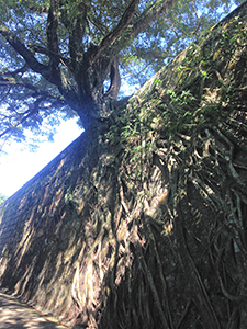 Wall tree at the top end of Pokfulam Reservoir Road, 22 November 2015