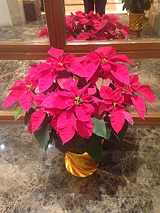 Seasonal flowers in the lobby of a residential building, Sheung Wan, 20 December 2015