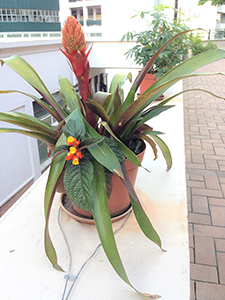 Flowers on the HKU campus, Pokfulam, 20 June 2016
