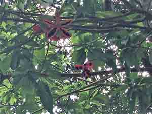 Tree in flower, Tai Tam Reservoir Road, 18 September 2016