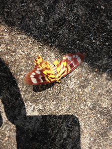 Dead moth, Tai Tam Country Park, 18 September 2016