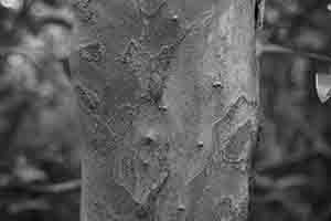Tree trunk, Pokfulam Country Park, 10 October 2016