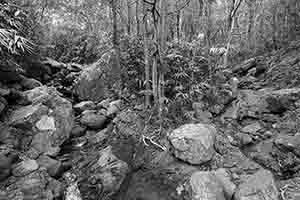 Stream in Pokfulam Country Park, 10 October 2016