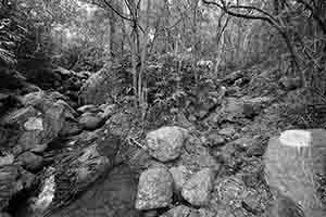 Stream in Pokfulam Country Park, 10 October 2016